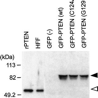 Cell Invasion Assay In Wild Type Or Mutant Pten Expressing U Mg Cells