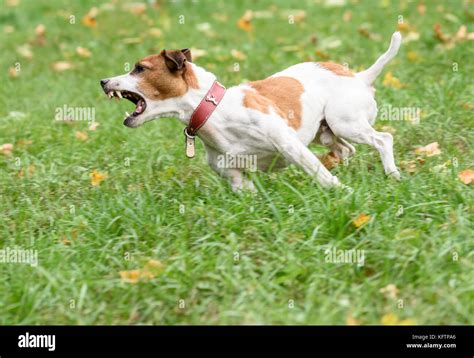 Angry Dog Running Hi Res Stock Photography And Images Alamy