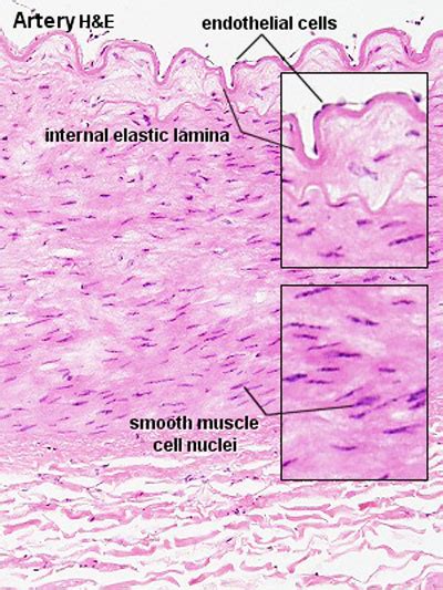 Hm Practical Blood Vessel Histology Embryology