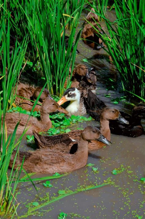 Retrato Vista Una Bandada De Patos Que Se Mueven Sobre El Agua Entre