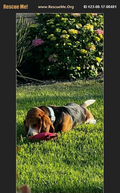 Adopt Basset Hound Rescue Miami Fl