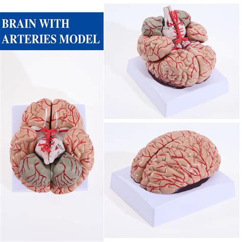 Mua Asintod Medical Human Brain Artery Model Detachable Adult Size