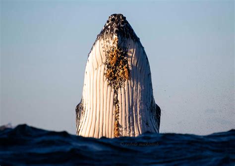 Australias Humpback Whales Faunographic