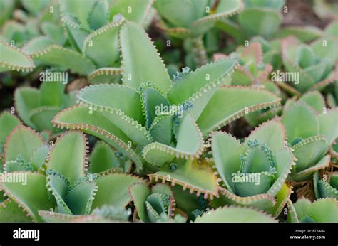 Kalanchoe pinnata plant Stock Photo - Alamy