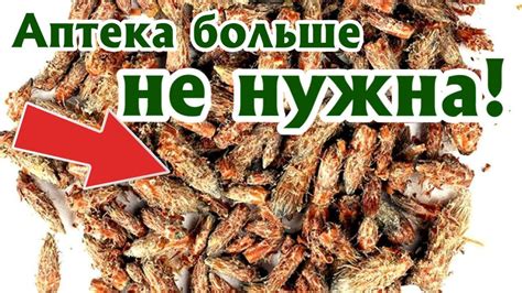 Какие целебные травы растут в апреле? Какие полезные травы и коренья ...