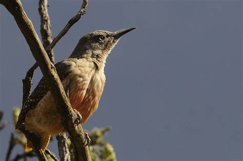 Ground Woodpecker Holmen Birding Safaris