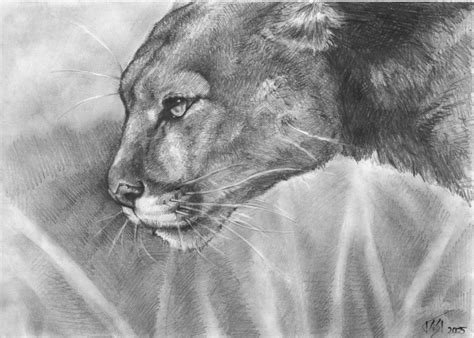 Puma by artoftas on DeviantArt