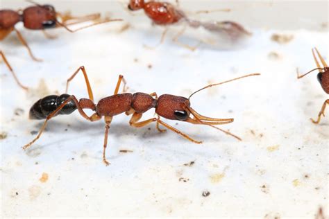 Ant Queens Control Insulin To Live Longernews University Of Florida