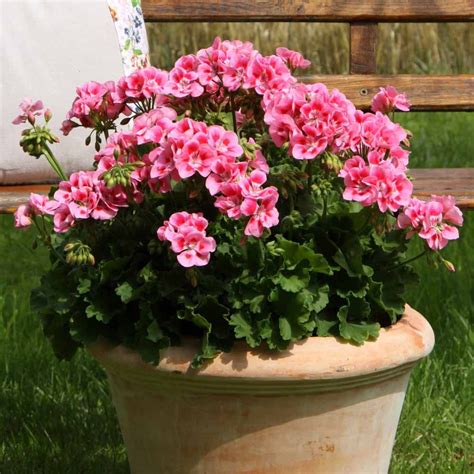 Geranium Sunrise Graziella Double Flowering Geraniums The Vernon Geranium Nursery Pelargoner