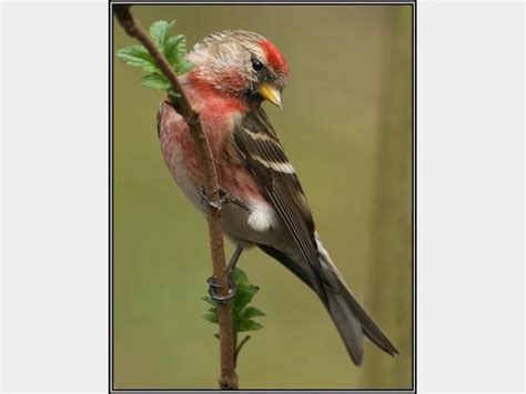 Details Lesser Redpoll Birdguides