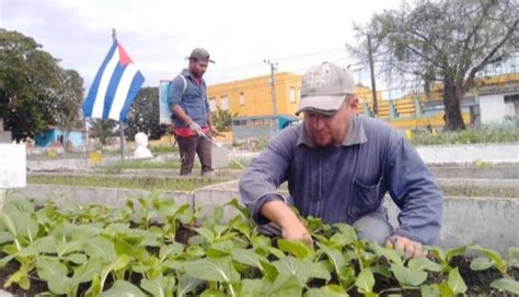 Radio Havano Kubo Nacia programo de agrikulturo urba antaŭurba kaj