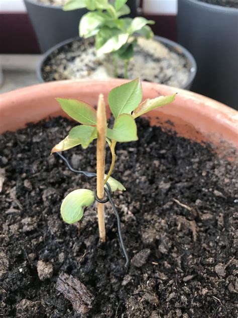 How To Grow A Peach Tree From Seed Indoors Cassidy Binder