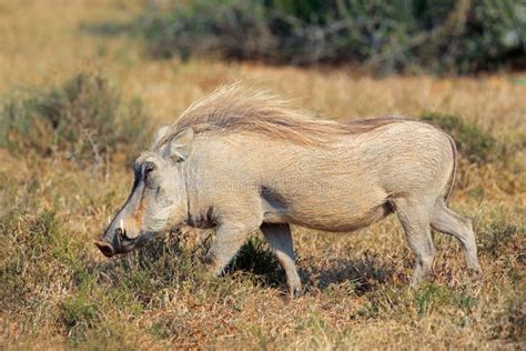 Facocero In Habitat Naturale Fotografia Stock Immagine Di Animale