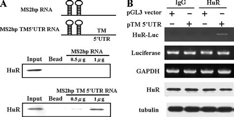 RNA Binding Protein HuR Interacts With Thrombomodulin 5Untranslated