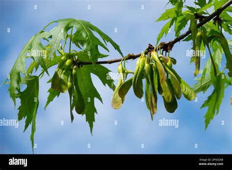 Acer saccharinum Leaves Silver Maple seeds samaras Stock Photo - Alamy