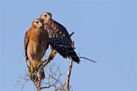 Hawk Eating Cat