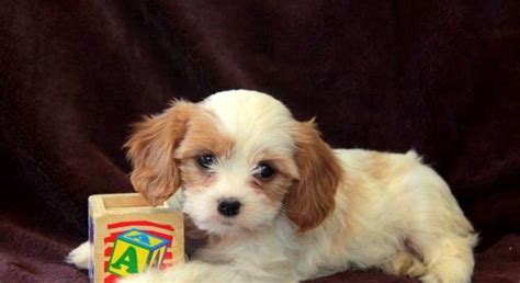 Cavachon.Meet Dia a Puppy for Adoption.