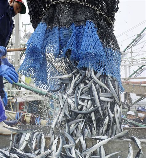 24年サンマ漁獲枠、6％削減 最少、不漁で影響限定的か47news（よんななニュース）