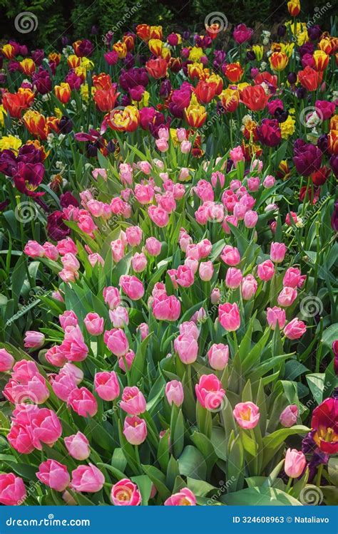 exotic varieties  blooming tulips   netherlands stock image