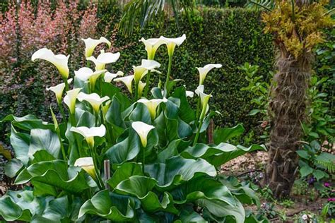 Arum Blanc Horticulture Dumont