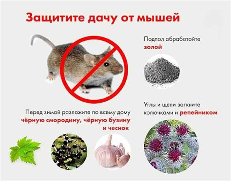3 причины от чего появляются мыши в квартире и как их вывести