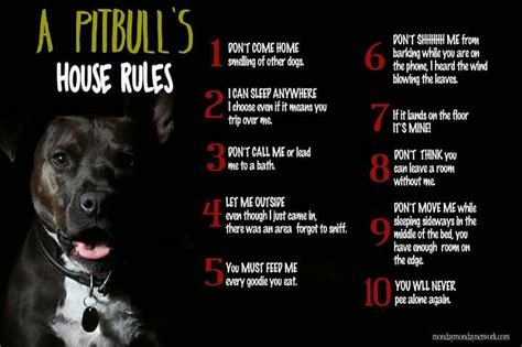 pin  pitbull facts