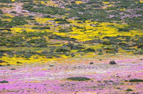 It S Flower Season In The Western Cape Here S Where To Visit The