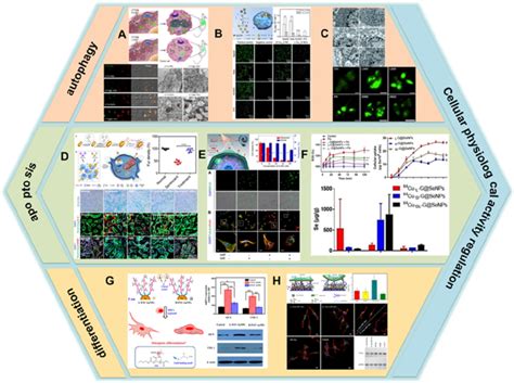 The application of chiral nanomaterials in regulating cellular... | Download Scientific Diagram