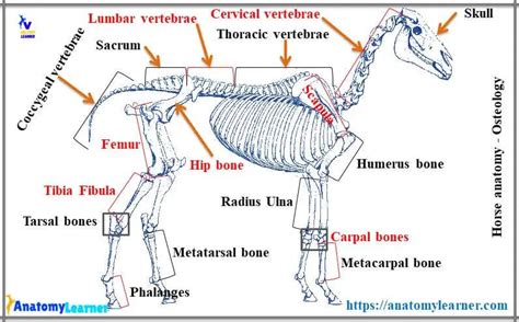 Horse Anatomy - Complete Guide to Learn Anatomical Features from Equine ...