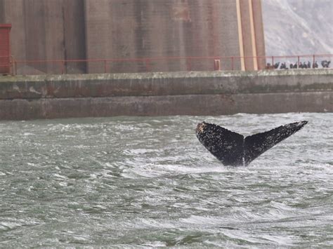 Whale Watching Tours | San Francisco Whale Tours