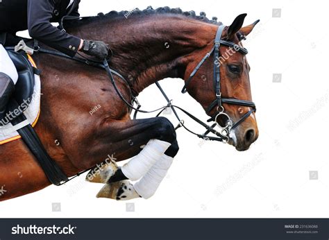 Bay Horse Jumping Show Isolated On Stock Photo 231636088 | Shutterstock