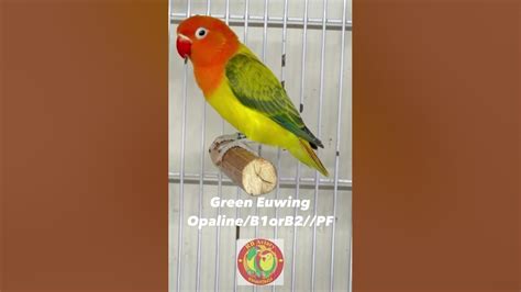 Green Euwing Opaline Lovebird Parblue Fischeri Lovebird Love Bird