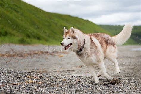 Imagen Del Perro Beige Y Blanco Feliz Del Husky Siberiano Que Corre En