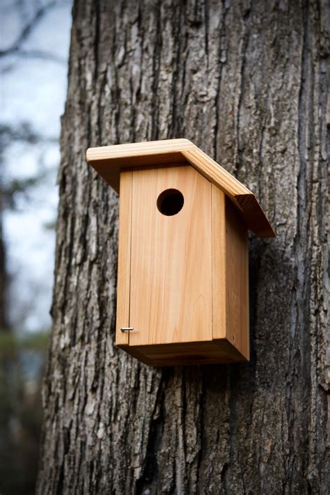 Tree Swallow Cedar Bird House - Etsy in 2023 | Bird house, Tree swallow ...