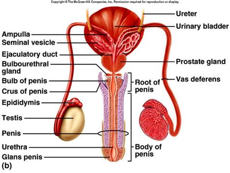 Here we see the spermatic ducts. The most important structures of the ...