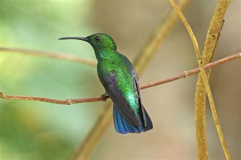 Beija Flor De Veste Verde Caracter Sticas Reprodu O Alimenta O