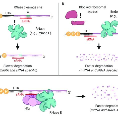 SRNAs Can Affect MRNA Stability Through Multiple Mechanisms A SRNA