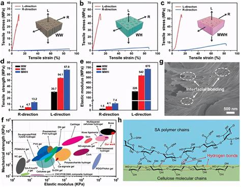 南方科技大学任富增《afm》高各向异性，超强骨传导矿化木材水凝胶，用于骨骼修复 知乎