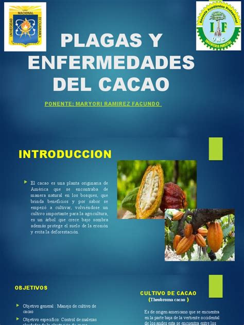 Plagas Y Enfermedades Del Cacao Descargar Gratis Pdf Siembra