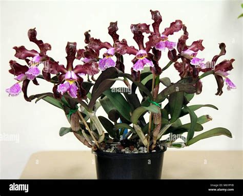 Cattleya Schilleriana Orchid Species Stock Photo Alamy