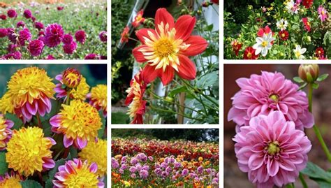 Amazing Dahlia ideas for your garden : cultivation and care tips | My ...