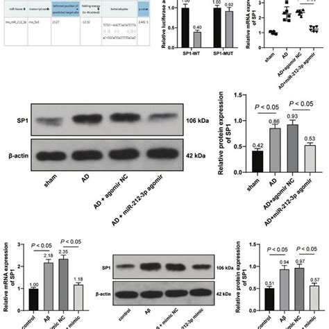 Mir P Negatively Regulated Sp Expression A The Binding Of