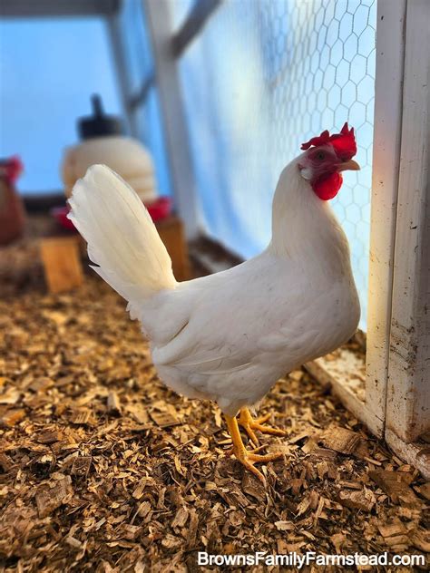 White Leghorn Chicken Breed: The Ultimate Guide