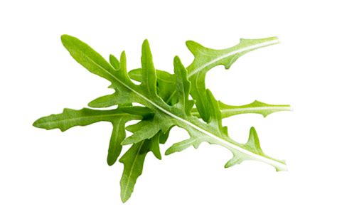 Daun Arugula Terisolasi Dengan Latar Belakang Putih Foto Stok Unduh