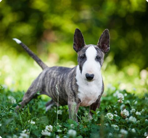 Miniature Bull Terrier Puppies for Sale | MawooPets.com