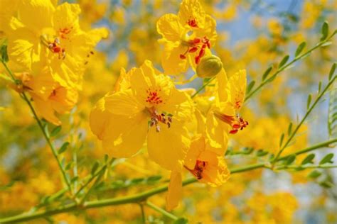 Parkinsonia florida (Blue Paloverde)