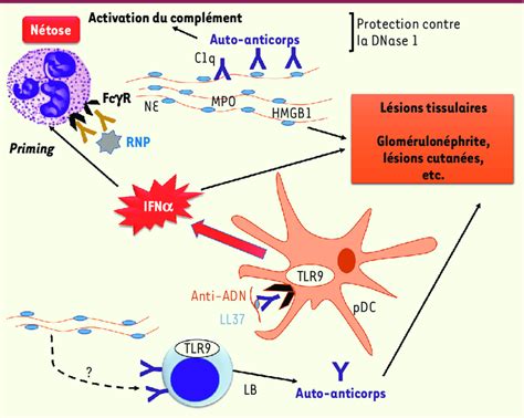 R Le Potentiel Des Net Dans La Physiopathologie Du Lupus Au Cours Du