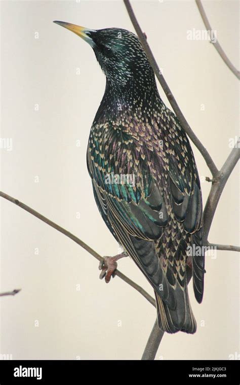 A Vertical Shot Of A Common Starling Bird Sitting On A Tree Branch