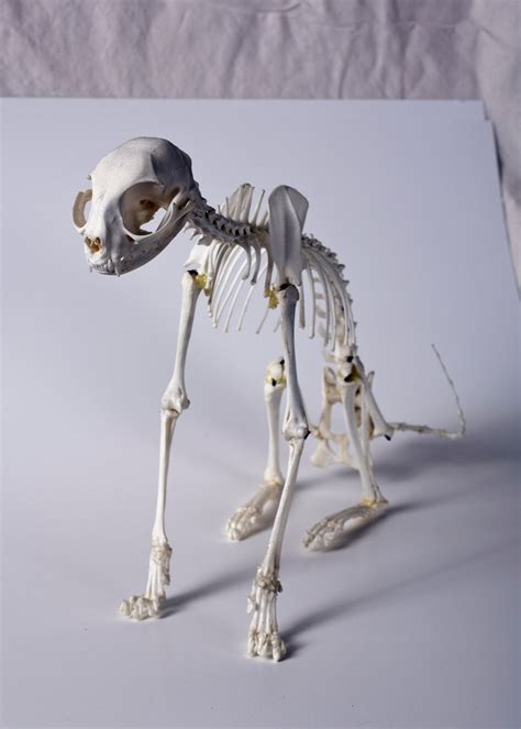 Domestic REAL CAT SKELETON Articulation Taxidermy Bone Oddity