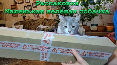 Распаковка. Маленькая зелёная собачка - YouTube